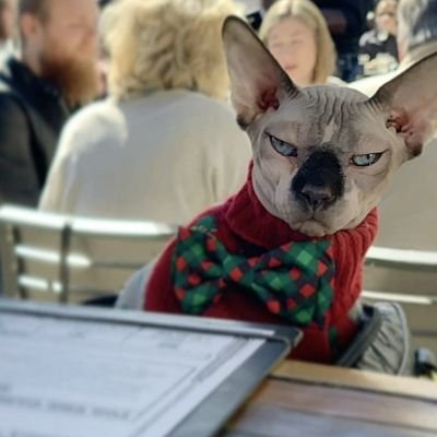 Atticus Finx, Esq. A hairless sphinx cat